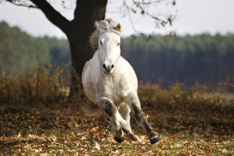 Freilauffoto im Galopp